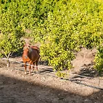 Lemon With Private Indoor Heated Pool - Oporto Lemon Farm, Near Porto Villa Valpedre