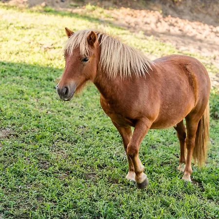 Lemon With Private Indoor Heated Pool - Oporto Lemon Farm, Near Porto
