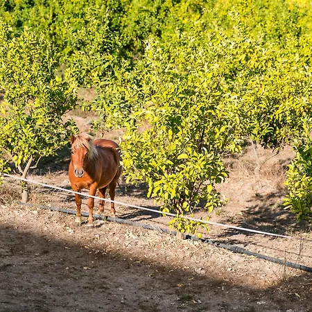 Lemon With Private Indoor Heated Pool - Oporto Lemon Farm, Near Porto Willa Valpedre