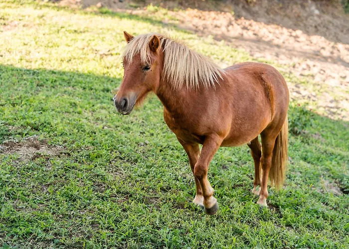 Lemon With Private Indoor Heated Pool - Oporto Lemon Farm, Near Porto