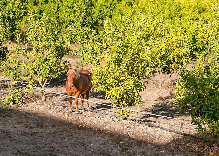 Lemon With Private Indoor Heated Pool - Oporto Lemon Farm, Near Porto 别墅 Valpedre
